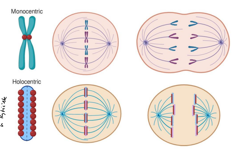 <p>Monocentrické chromosomy mají jeden centromer, zatímco holocentrické chromosomy mají více centromerů rozložených po celé délce chromozomu. </p>