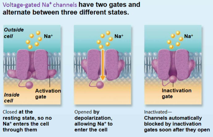 <p>1-2 msec before another AP can be initiated</p><p>time to reset NA+ channel gates </p><p>keeps APs from overlapping</p>