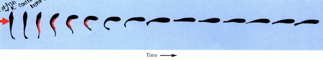 <p>1. The reflex has directionality</p><p>2. Response is very fast</p><p>3. Convergence leads to a “decision”</p><p>Wave hits left side of fish and right side contracts for,inc c shape before fish takes off</p>