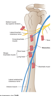 <ul><li><p>verloop: </p><ul><li><p>bovenarm: ventraal tov humerus, tussen m. brachialis en m. biceps brachii</p></li><li><p>onderarm: ventraal</p></li></ul></li><li><p>motorisch: anteflexie art. humerus en flexi art. cubiti</p></li><li><p>sensibel: ventraal onderarm en schouder</p></li></ul><p></p>