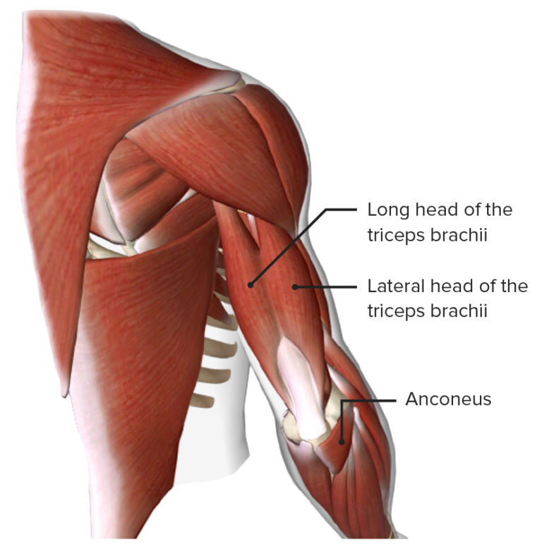 <p>The *Triceps and Anconeus* muscles form it.</p>