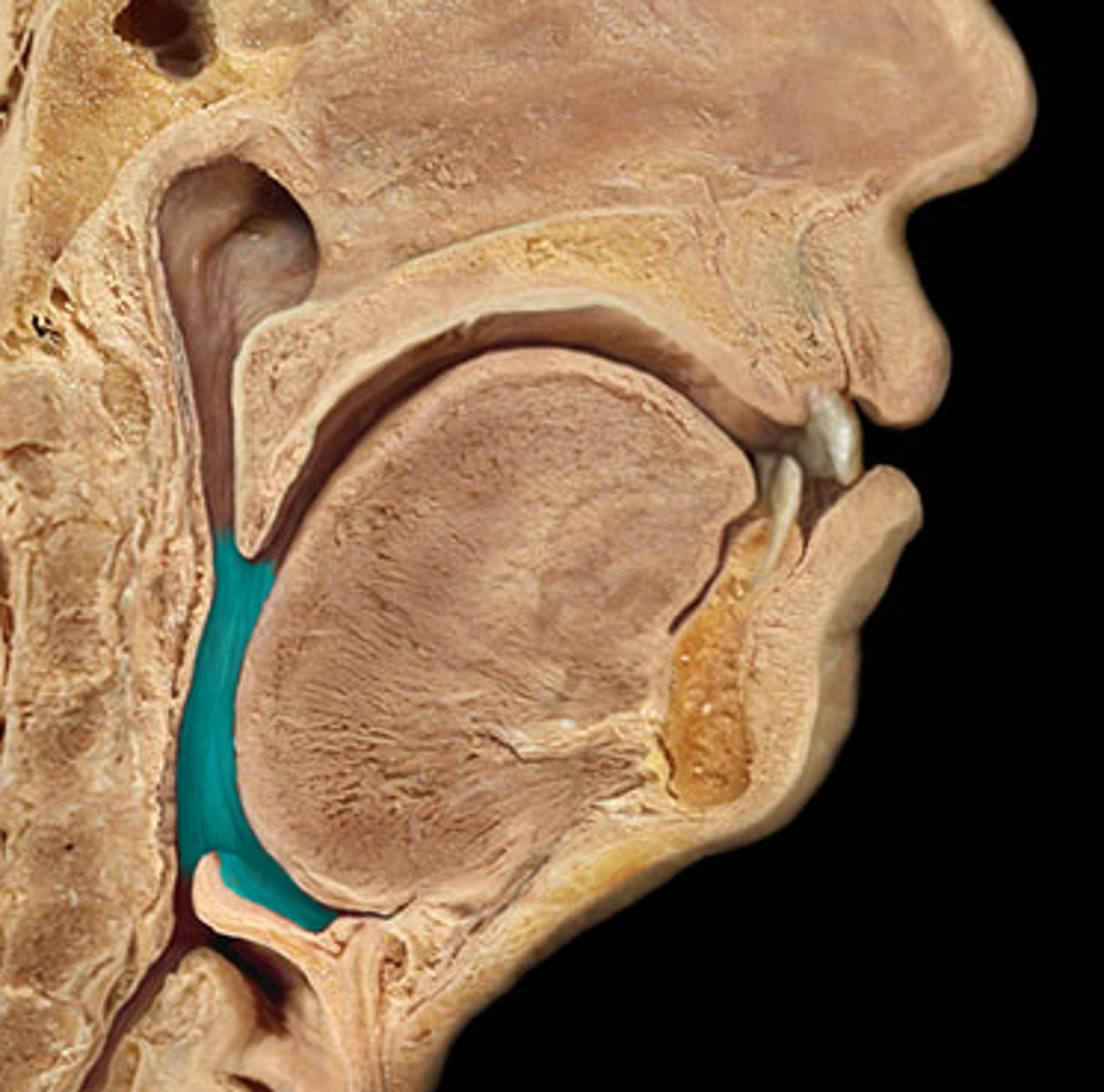 <p>identify the structure:</p>