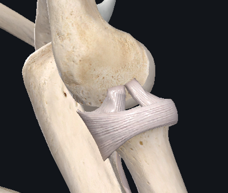 <p>LCL Complex of the elbow comprises of</p>