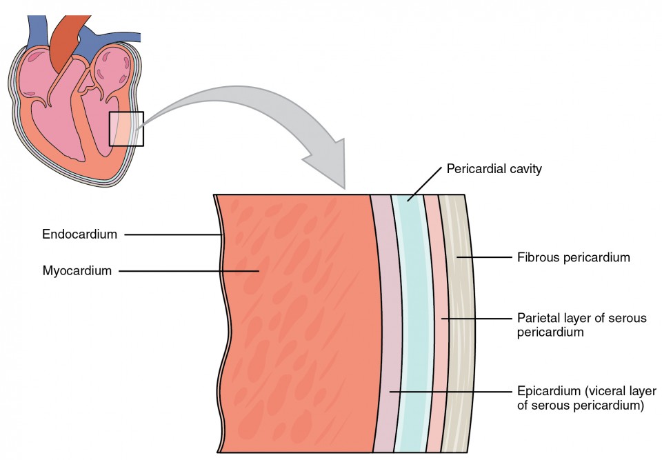 <p>epicardium, myocardium, endocardium (together they make up the heart wall)</p>