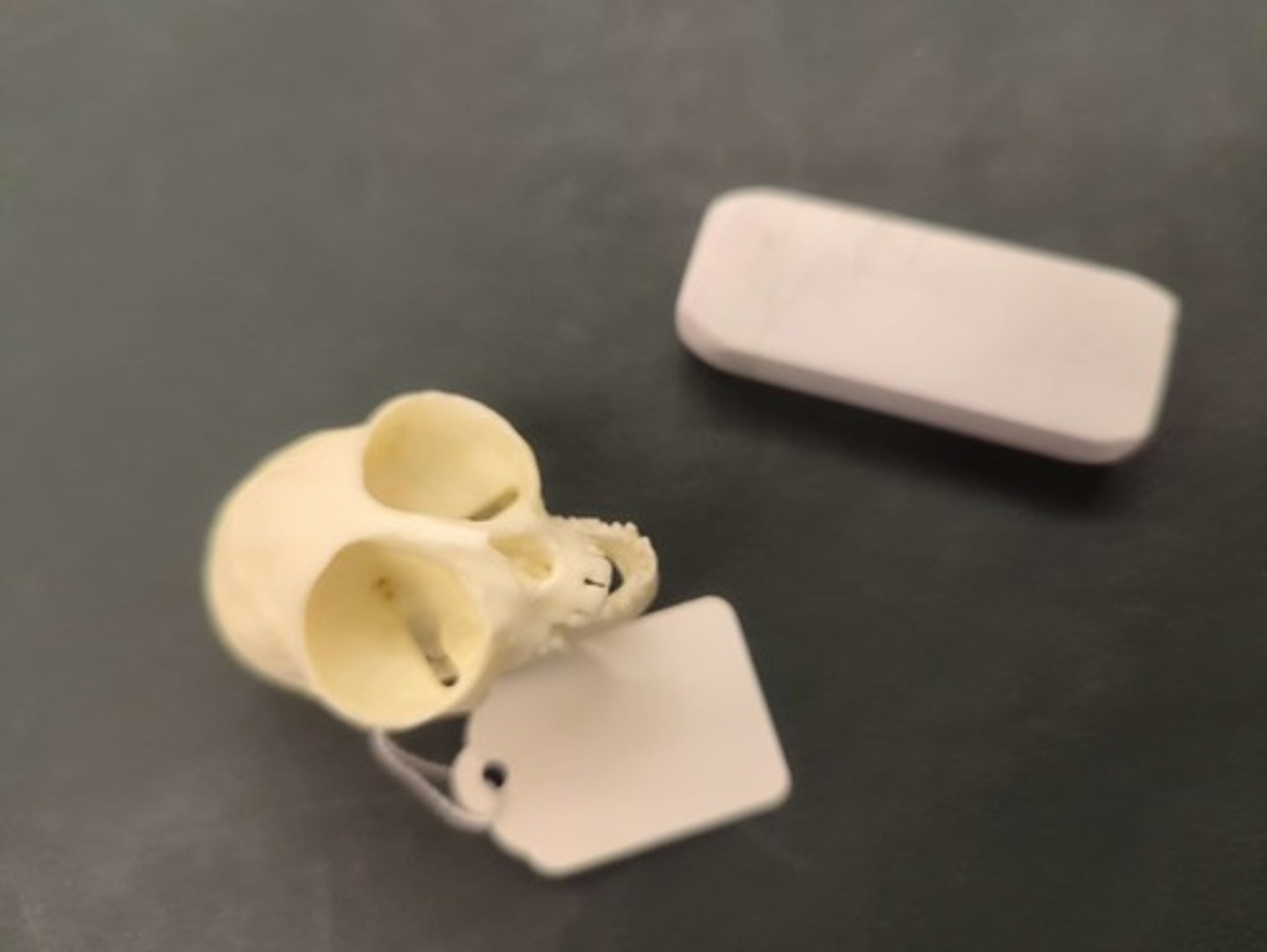 <p>What animal is this? Answer with "Skull" after animal name.</p>