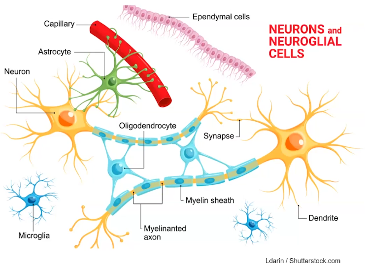 Neurons and other cells