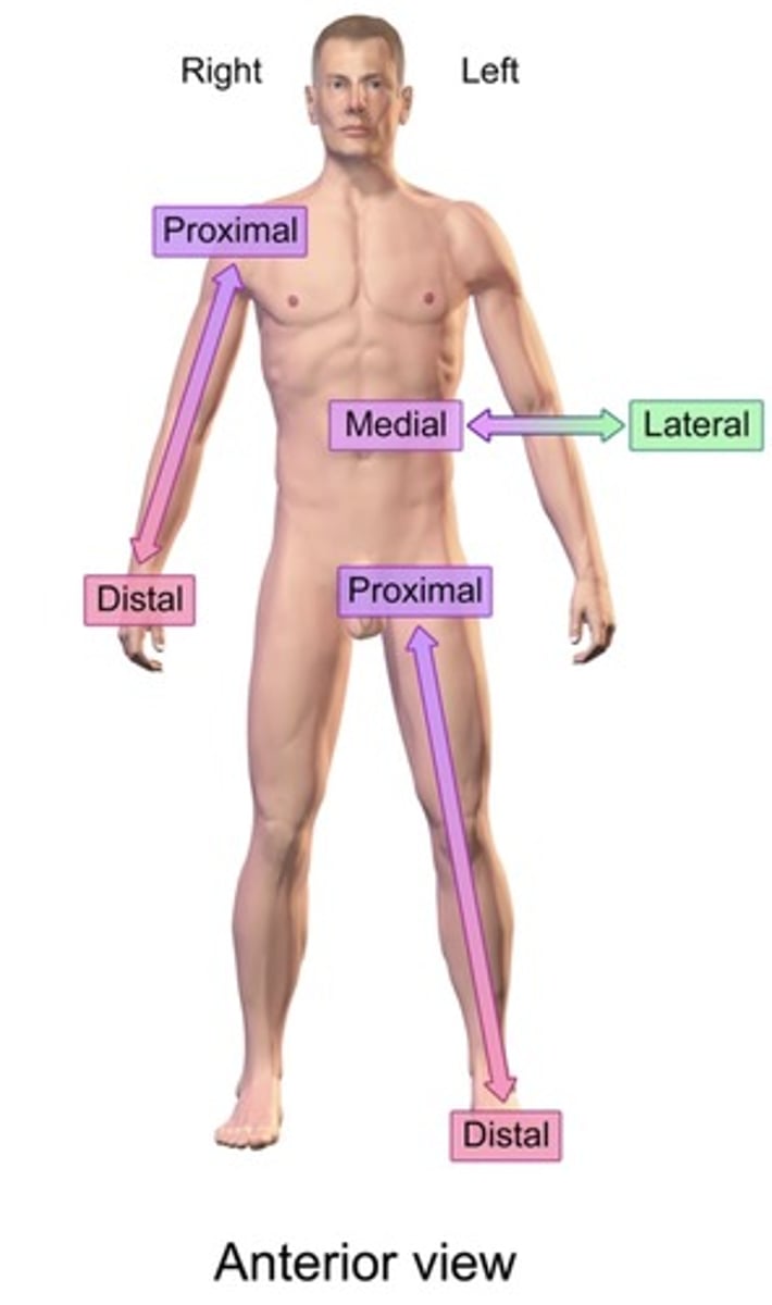 <p>Proximal- closer to the origin</p><p>Distal- farther away</p>