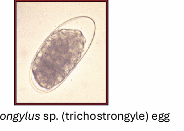 <p>have a tooth or lancet </p><p>may be blood suckling and damage mucosa</p>