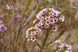 <p>Waxflower - Chamelaucium</p>