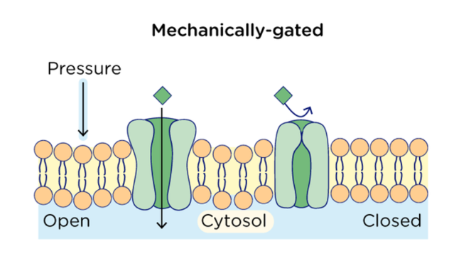 <p>A type of active channel that only opens due to a change in membrane structure.</p>