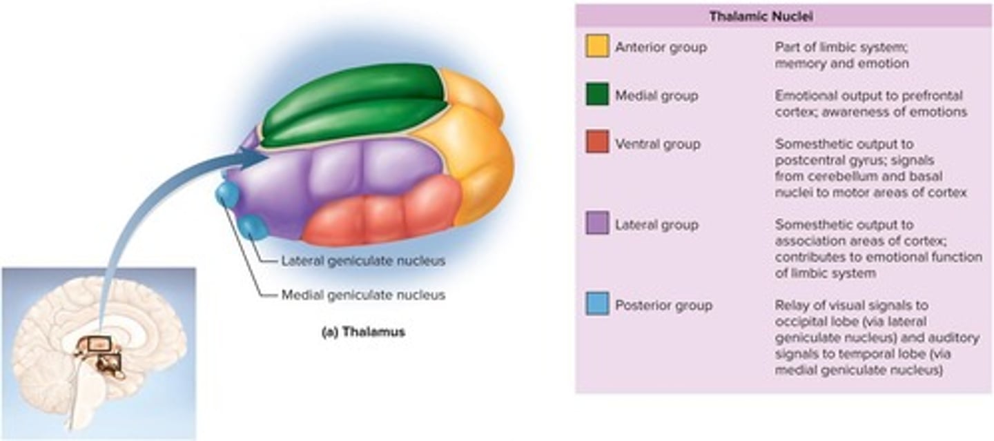 <p>It acts as an information relay station and is the 'gateway to the cerebral cortex' for nearly all input to the cerebrum.</p>