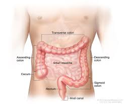 <p>colon</p>