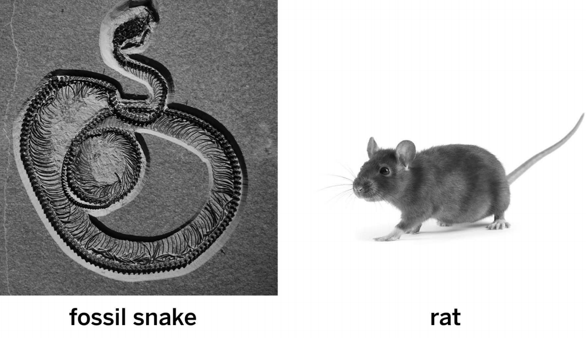 <p>The snake and rat both share the same ancestor population that had a quadrate bone.</p>