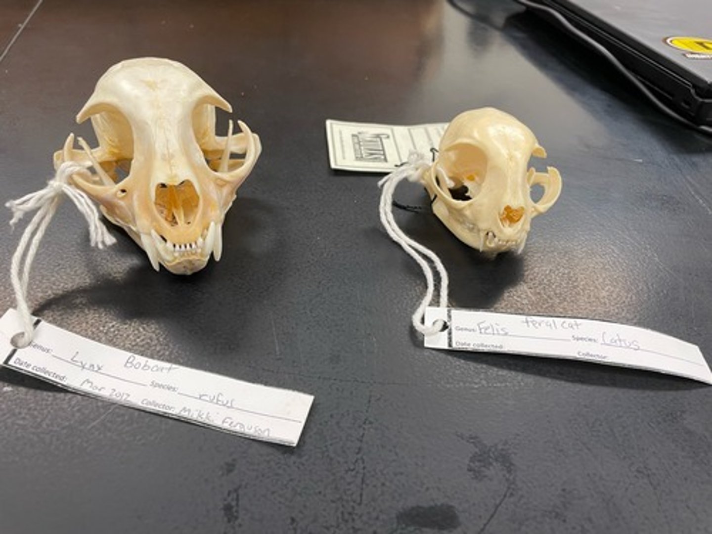 <p>Skull differences</p>