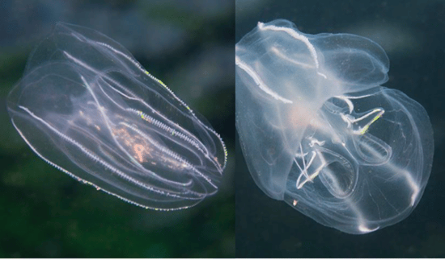 <p>Diploblastisk, kanske triploblastisk, har små cilier längst kroppen, där fick de sitt namn</p>