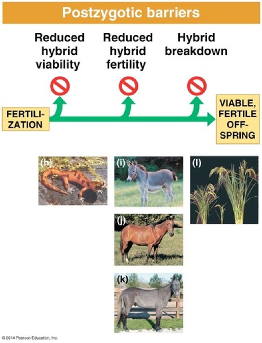 <p>prevent the hybrid zygote from developing into a viable, fertile by:</p><p>- Reduced hybrid viability</p><p>- Reduced hybrid fertility</p><p>- Hybrid breakdown</p>