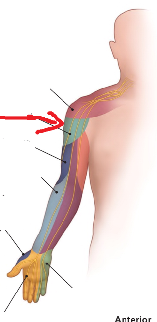 <p>The area where the red arrow is pointing is what dermatomal nerve?</p>