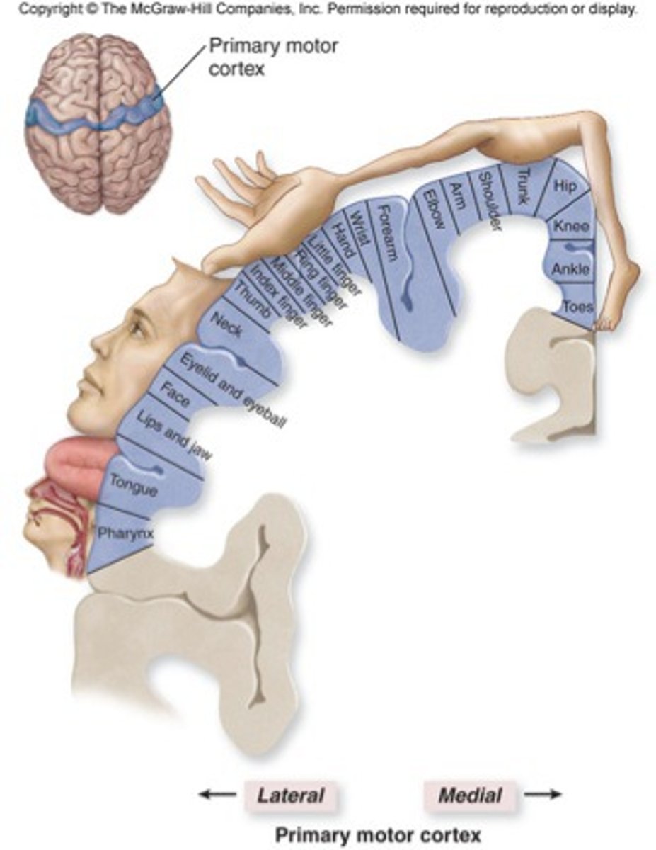 <p>broad areas of primary motor cortex devoted to controlling movements of different body regions; amount of space a portion of the body makes up relates to how much motor control is needed for that part of the body</p>