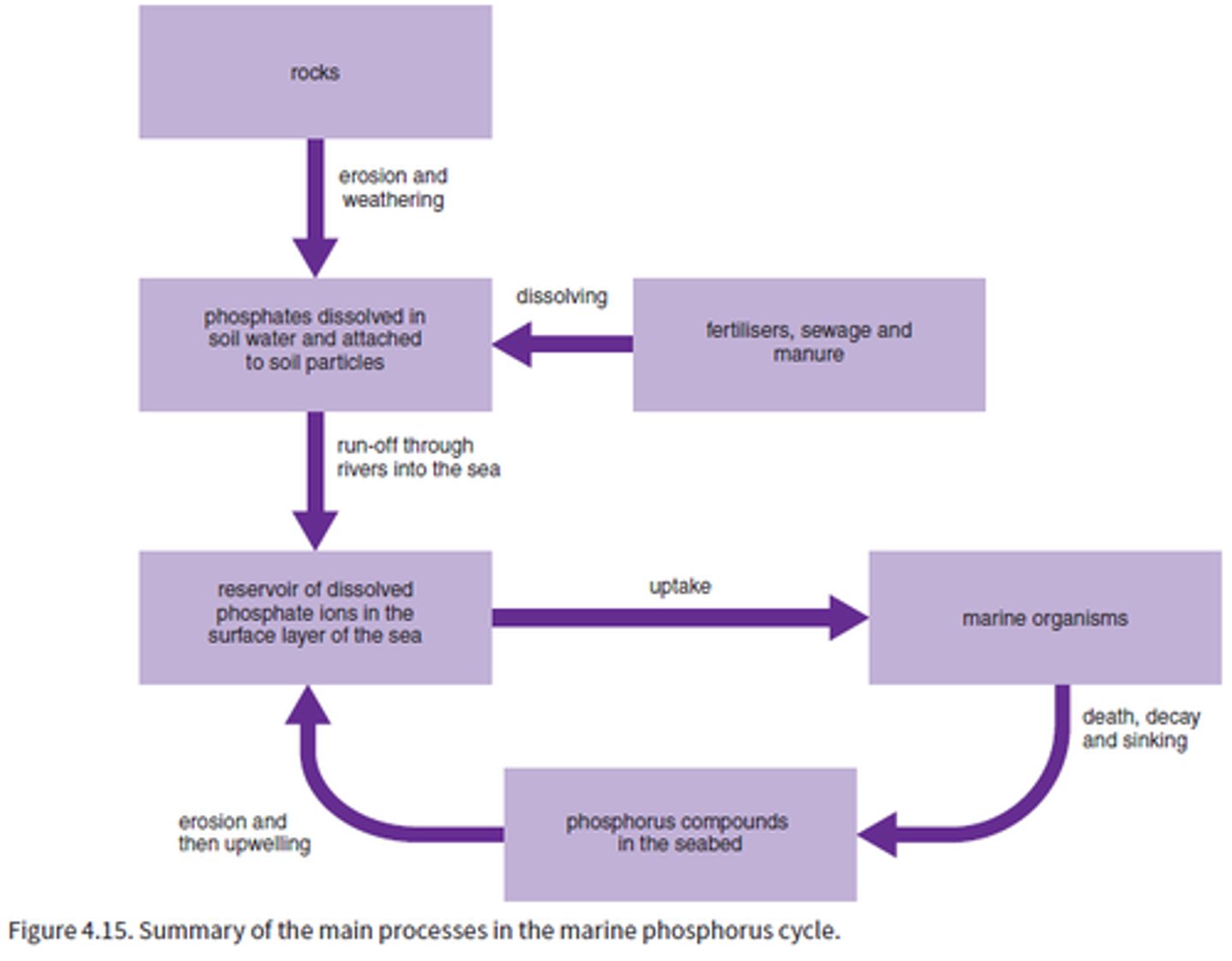 <p>Phosphorus comes from the weathering of rocks and runoff. It is used for DNA, ATP, and membranes. It cycles through food chains and decomposition, and can sink to the seabed as sediments. Fertilizer runoff adds extra phosphorus and can cause eutrophication.</p>