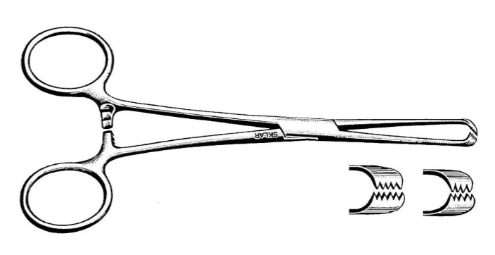 <p>ratchet, interlocking teeth</p>