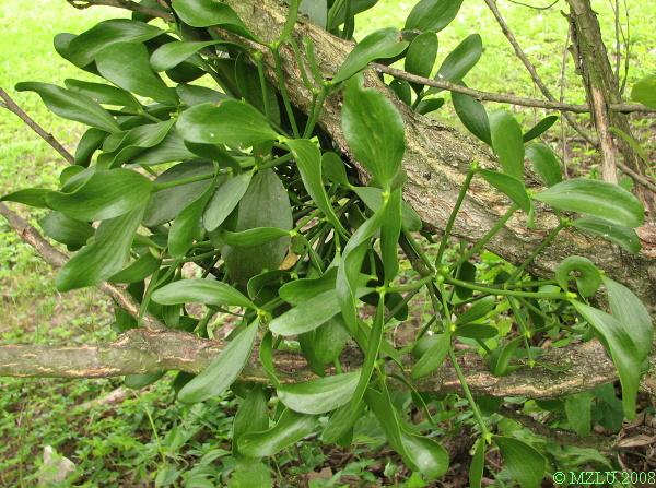 <p><span>jmelí bílé</span></p>