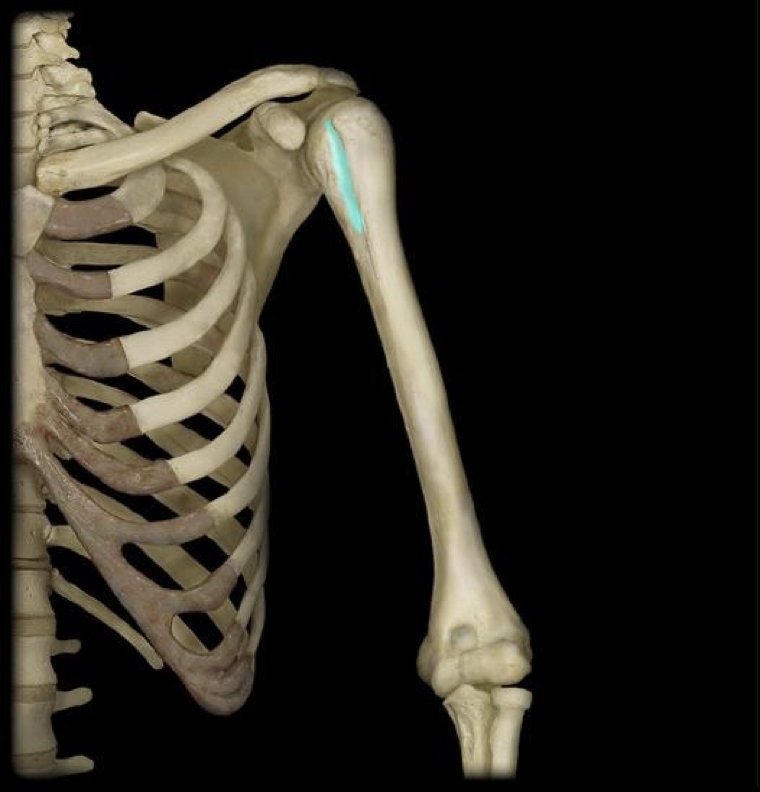 <p>groove between the tubercles of the humerus</p>