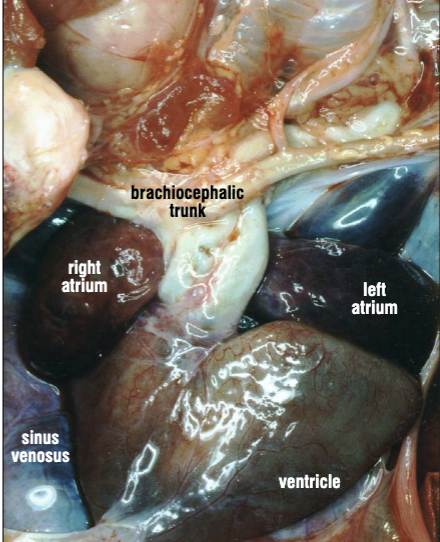 <p>Left atrium, right atrium, ventricle, and sinus venosus</p>