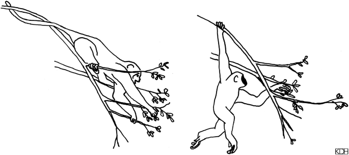 <p>a suspensory has a ____ olecranon process</p>