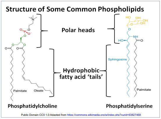 <p>Phospholipides</p>