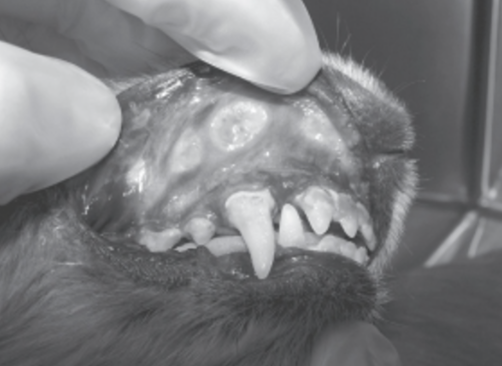 <p><span>Identify this lesion in the dog.</span></p>