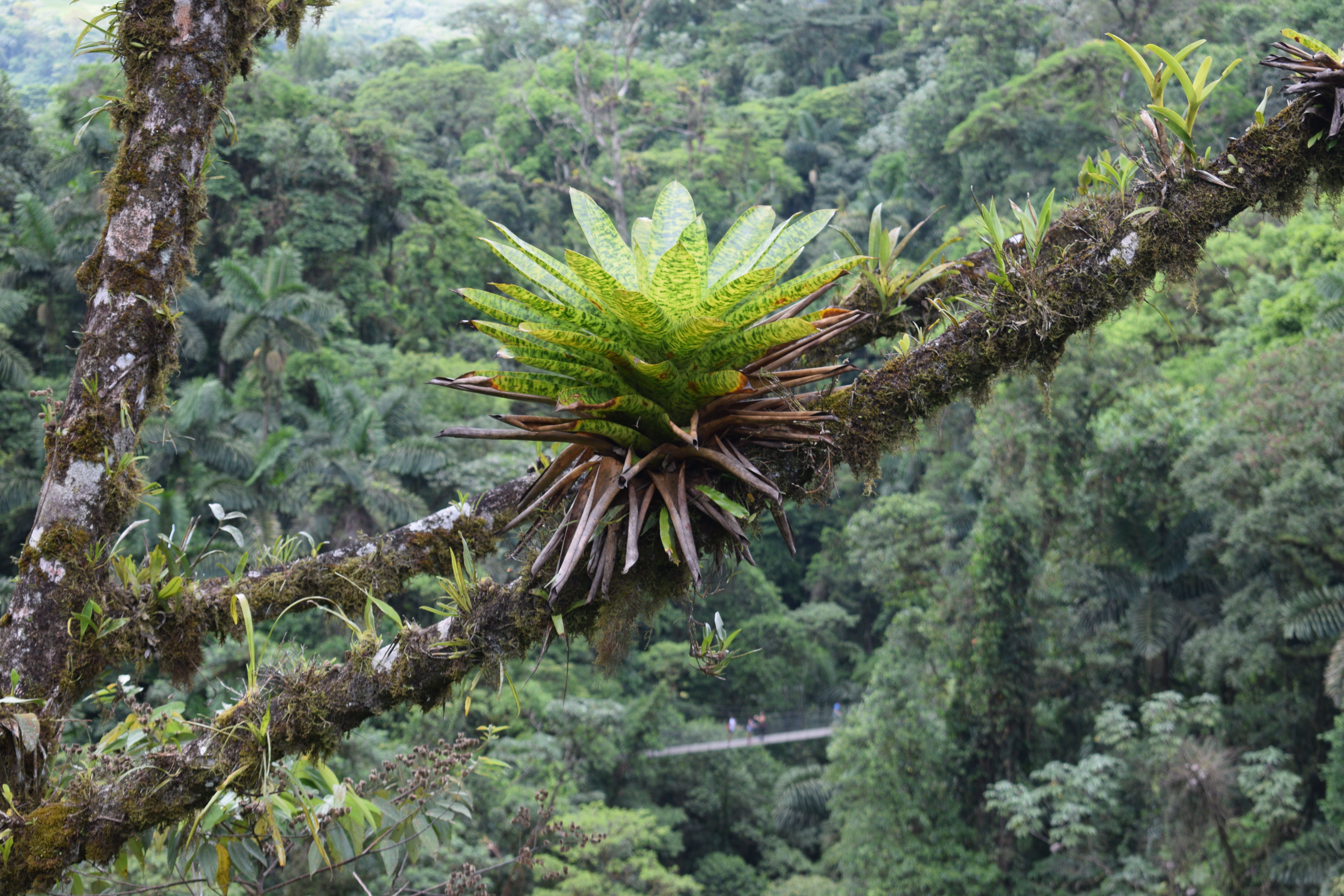 <p>Epiphytes are plants that grow on other plants</p><ul><li><p>grow on branches of canopy trees</p></li><li><p>broad flat leaves - maximize surface area</p></li><li><p>grow towards the light</p></li></ul><p></p>