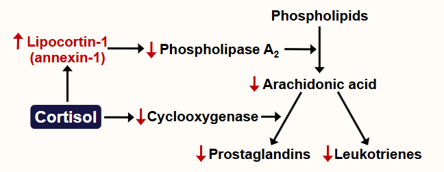 <p>Anti-inflammatory and immunosuppression<br>Inhibits cytokine production and thus T cell proliferation (rapid increase)<br>Inhibits prostaglandin and leukotriene production</p>
