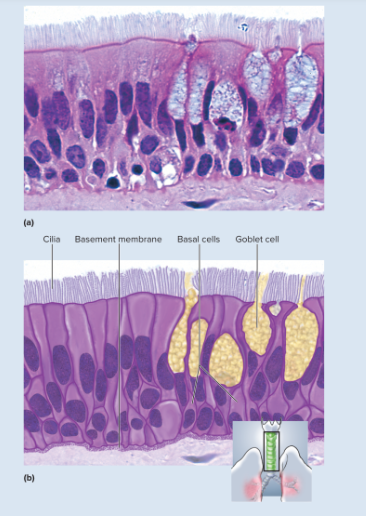 <p>looks multilayered; some cells do not reach free surface but all cells reach basement membrane; nuclei at several levels in deeper half of epithelium; often with goblet cells; often ciliated</p>