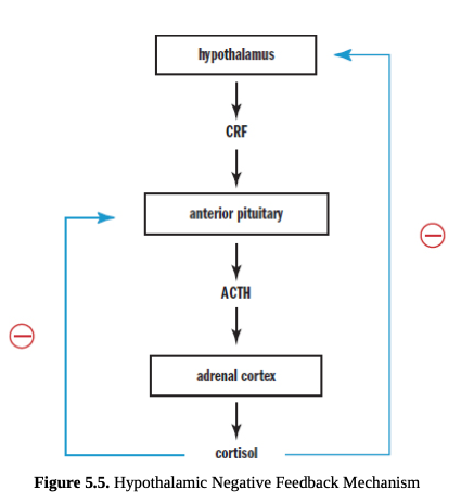 <p><span>hypothalamic–pituitary–adrenal (HPA) axis</span></p>