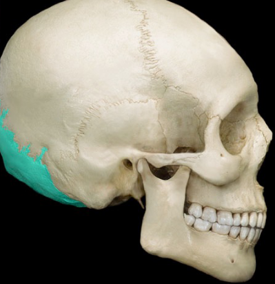 <p>back/base of the skull</p>