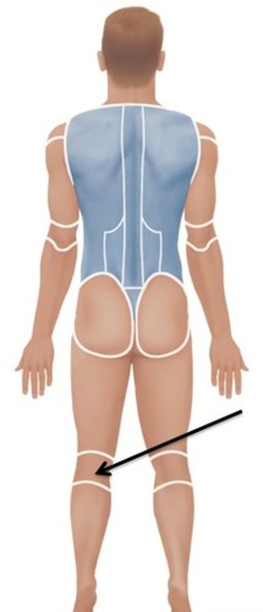 <p>Relating to the back of the knee.</p>