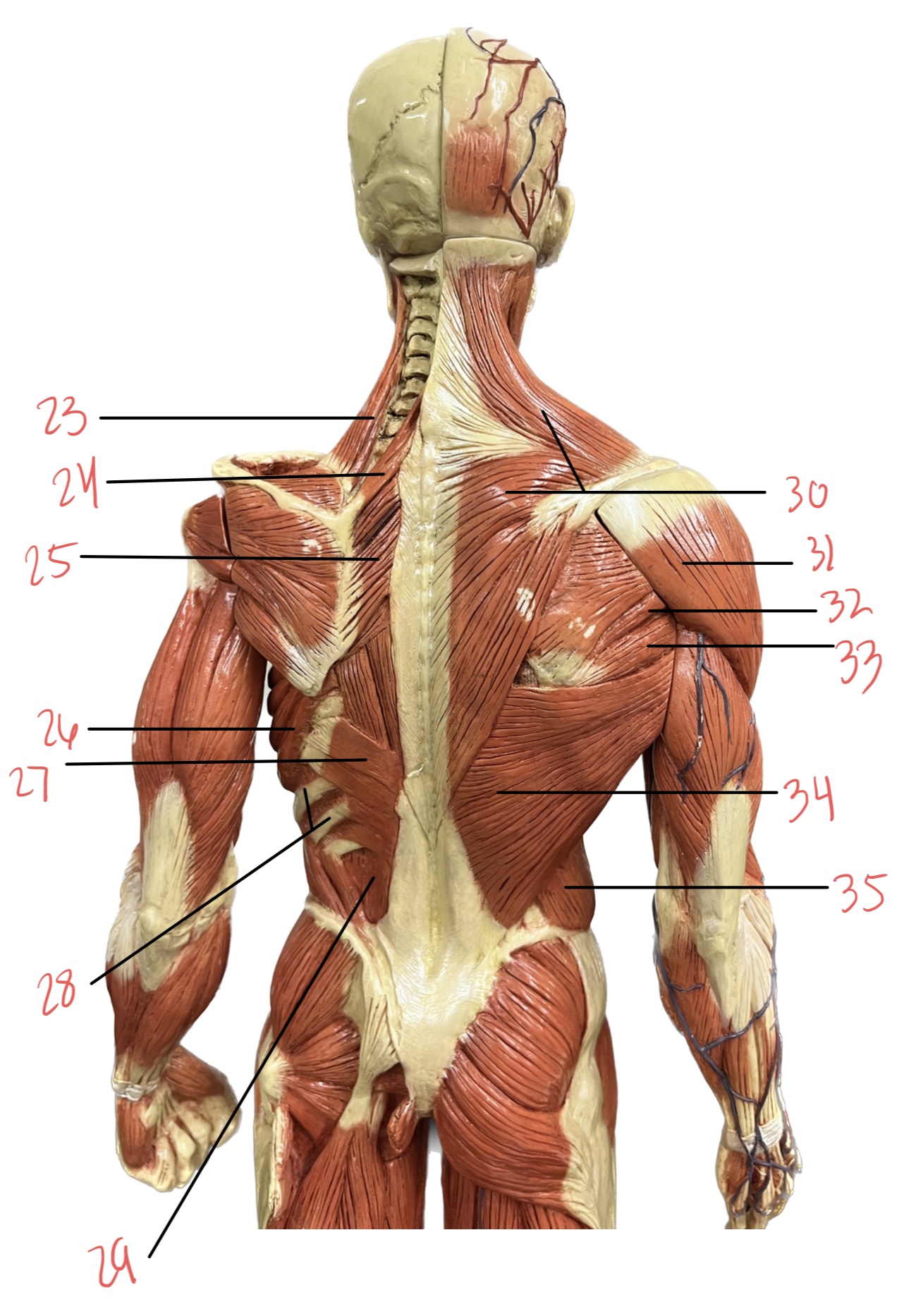 <p>28 </p>