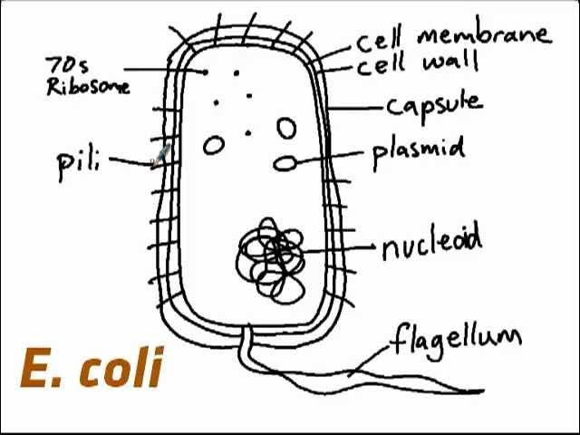<ul><li><p>plasma membrane</p></li><li><p>capsule</p></li><li><p>cytosol</p></li><li><p>genophore</p></li><li><p>70S ribosomes</p></li><li><p>plasmid</p></li><li><p>flagellum </p></li><li><p>pili </p></li></ul><p></p>