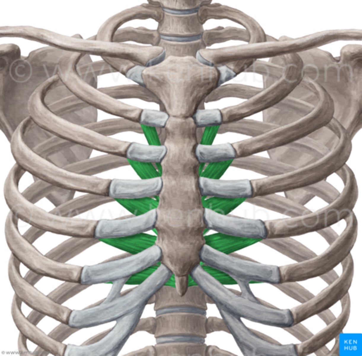 <p>origin:</p><p>posterior surface of sternum</p><p>insertion:</p><p>cartilage of ribs 2-6</p><p>action:</p><p>minimal significance, depresses ribs</p>