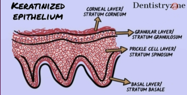 <p>Four Layers of Stratified Squamous Epithelium:</p>