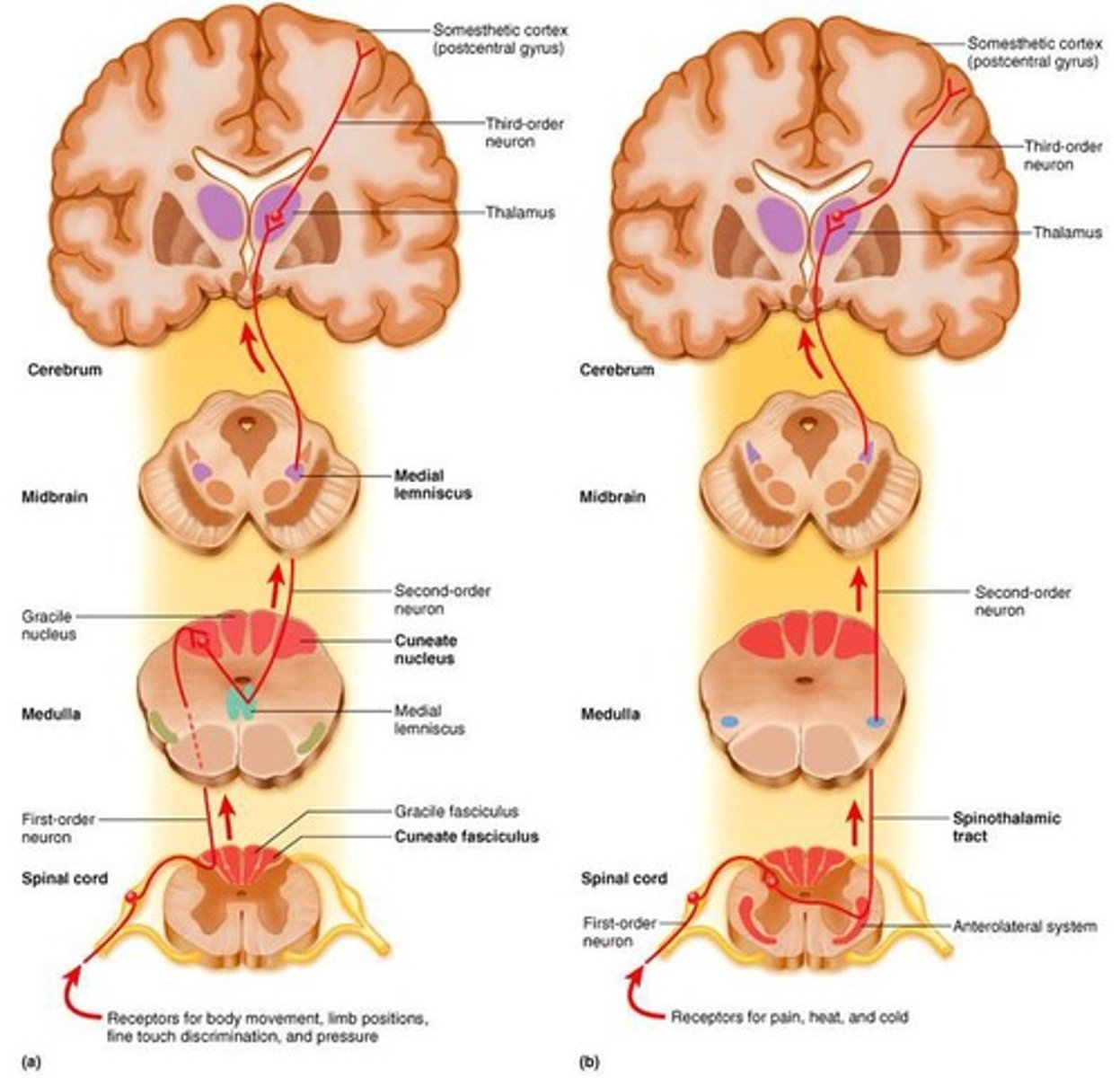 <p>Sensory signals travel via 3 neurons to sensory areas of brain.</p>