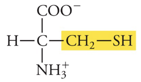 <p>Cys, C, Polar (creates disulfide bonds with other cysteines</p>