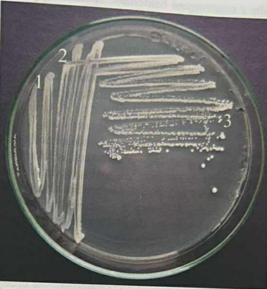 <p><span>📉🔢</span> <strong>Posiew redukcyjny</strong> (metoda suchych rozcieńczeń).</p><p><br></p><p><span data-name="book" data-type="emoji">📖</span><span data-name="speech_balloon" data-type="emoji">💬</span><span><span> </span></span>Polega on na rozprowadzaniu materiału ezą w kolejnych sektorach płytki, wypalając ezę między sektorami, co pozwala uzyskać <strong>pojedyncze kolonie</strong> (czyste kultury).</p>