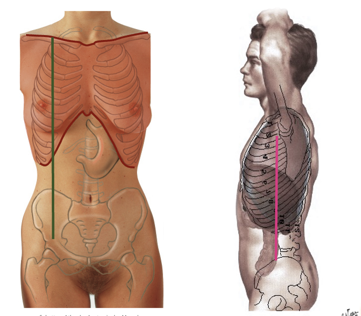 <p>Topografiske linjer</p>