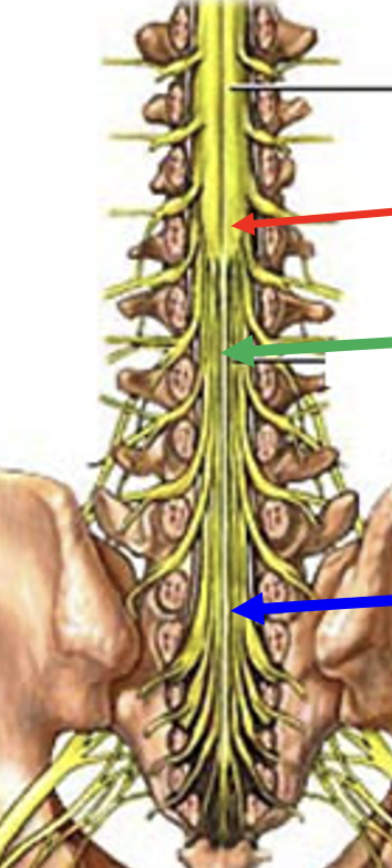 <p>made up for ventral and dorsal roots arising from the spinal cord and descending to their respective intervertebral foramen to exit at lower lumbar and sacral levels </p>