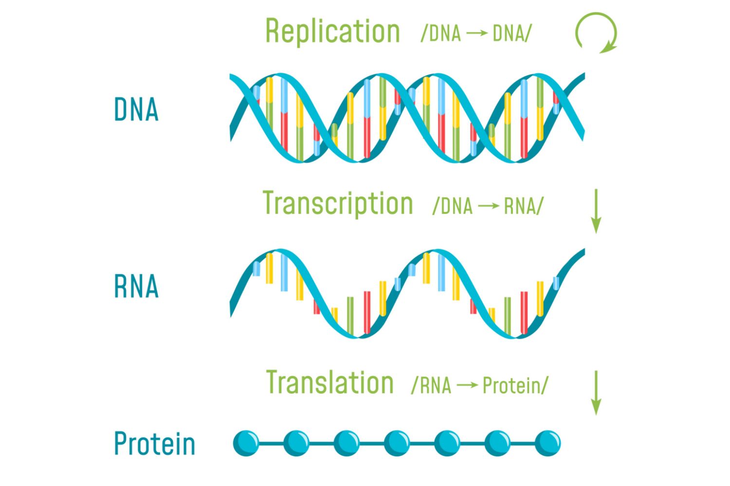 <p>Translation (form RNA)</p>