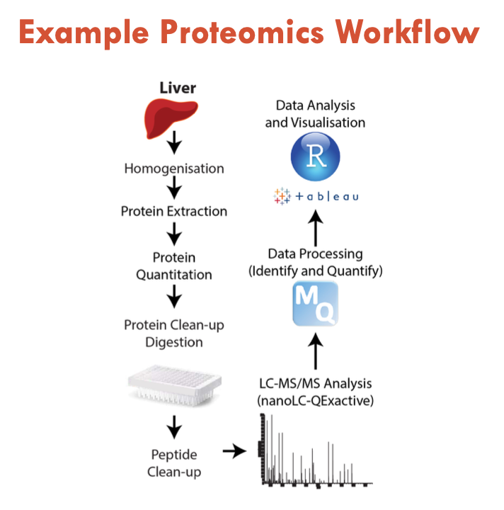 <p>Proteins tend to be chemically heterogenous </p><ul><li><p>so they are extracted and digested into peptides (often by <em>trypsin</em>)</p></li></ul><p>Protein extraction  → protein quantitation (ensure equal amount) → digest protein with trypsin → isolate peptides → LC-MS/MS Analysis → data processing (identify and quantify) → data analysis and visualisation</p><p></p>