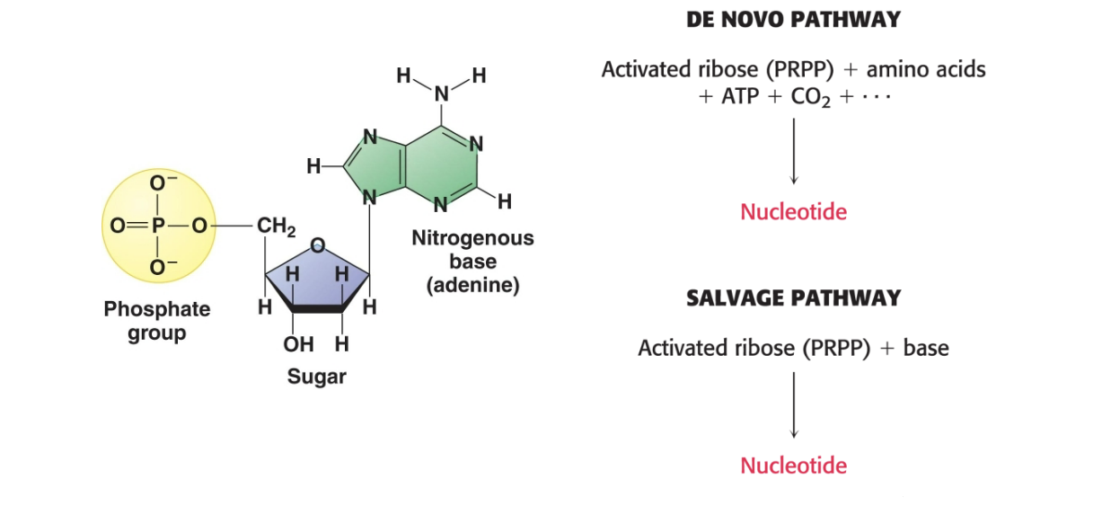 <p>nucleotides are key biomolecules</p><ul><li><p>activated precursors of nucleic acids</p></li><li><p>ATP = universal currency of energy</p></li><li><p>GTP = energy source</p></li><li><p>nucleotide derivatives participate in biosynthetic processes</p></li><li><p>cAMP and cGMP = essential components of signal-transduction pathways</p></li><li><p>ATP = acts as donor of phosphoryl groups transferred by <u>protein kinases</u></p></li></ul><p>de novo pathway</p><p>activate ribose (PRPP) + amino acids + ATP + CO2 + … → nucleotide</p><p>salvage pathway</p><p>activated (PRPP) + base → nucleotide</p><p></p>