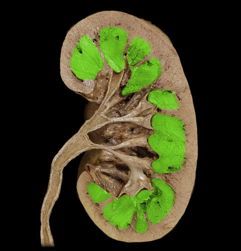 Inner region of the kidney.