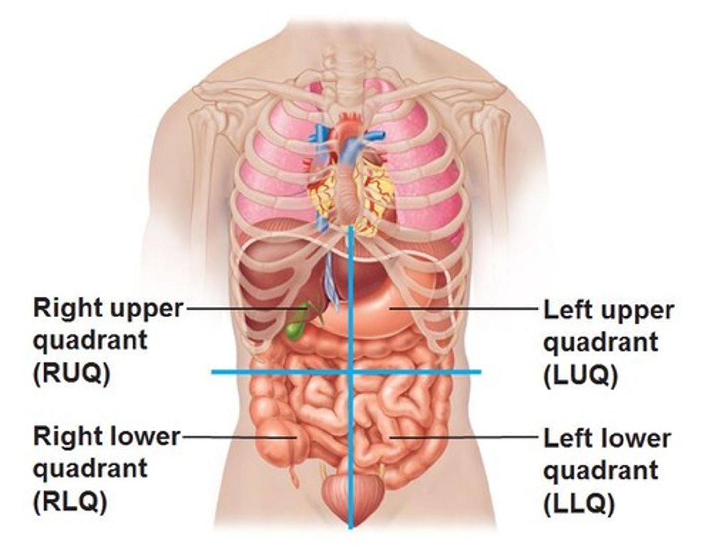<p>right upper quadrant (RUQ)</p><p>right lower quadrant (RLQ)</p><p>left upper quadrant (LUQ)</p><p>left lower quadrant (LLQ)</p>